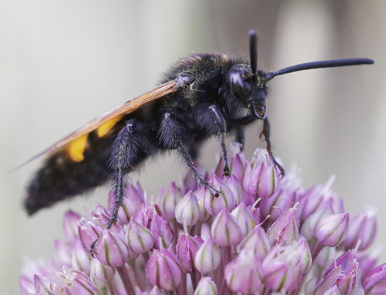 Scoliidae - maschio di Megascolia maculata flavifrons